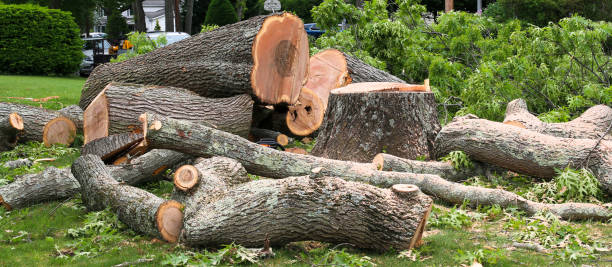 Best Commercial Tree Removal  in East Honolulu, HI